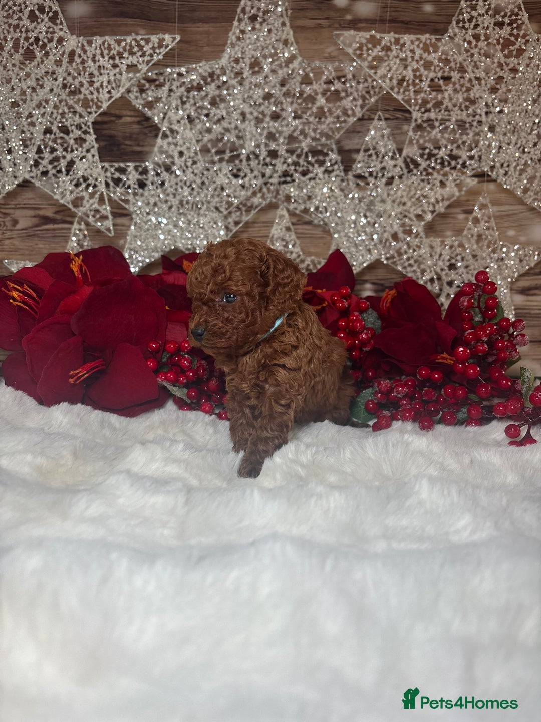 Toy Poodle dogs for sale: Outstanding toy/asain Poodles.  - Advert 11