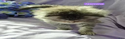 Maine Coon cats for sale: Pure maincoons ready 17/10/26 in Market Drayton - Advert 17