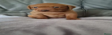Labrador Retriever 4
