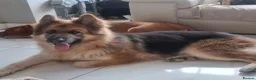 German Shepherd dogs for sale: German shepherd pups - Advert 6