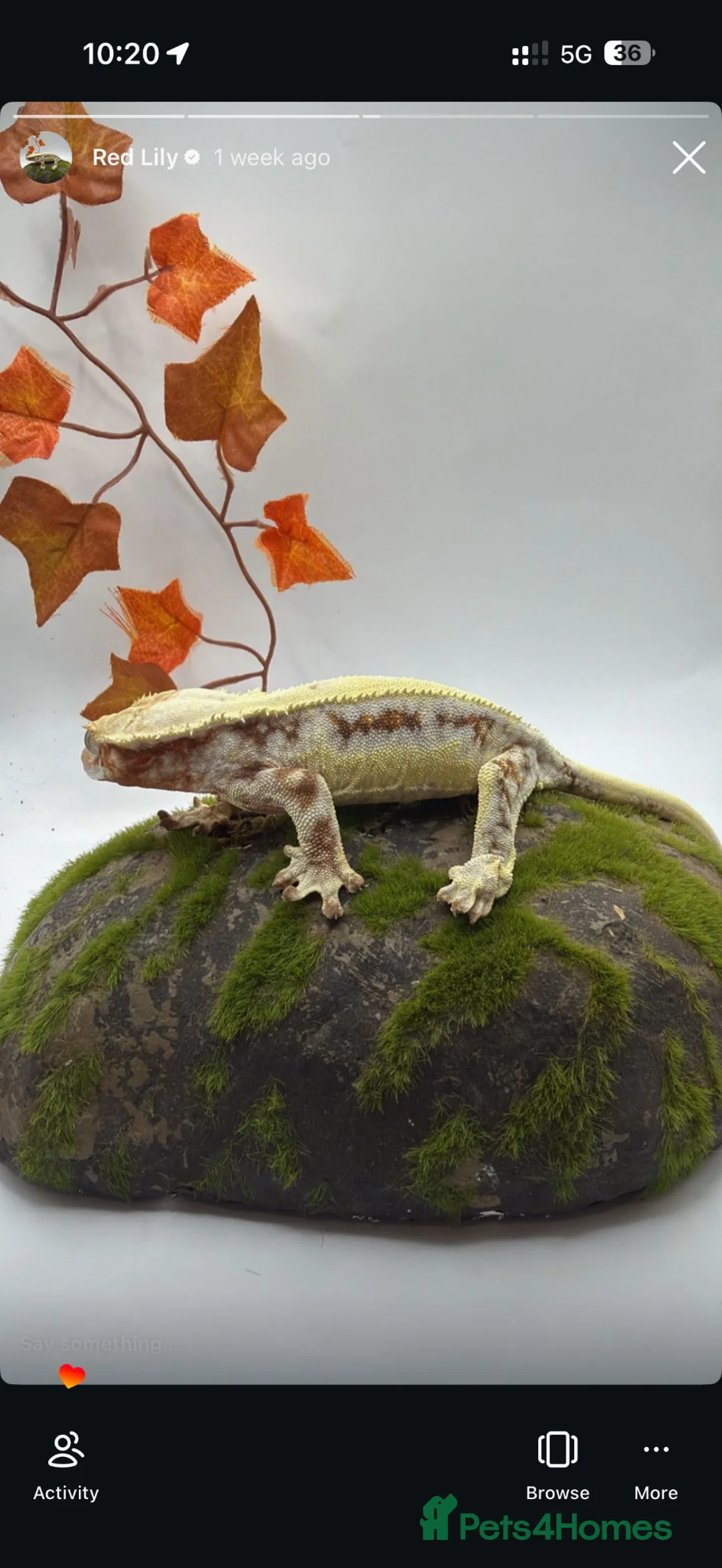 Gecko reptiles for sale: Various geckos available can come with full setup  - Advert 2