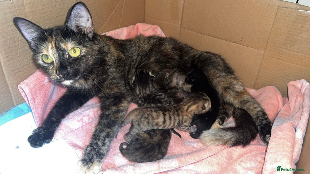 Mixed Breed cats for sale: 4 beautiful Kittens  - Image 5
