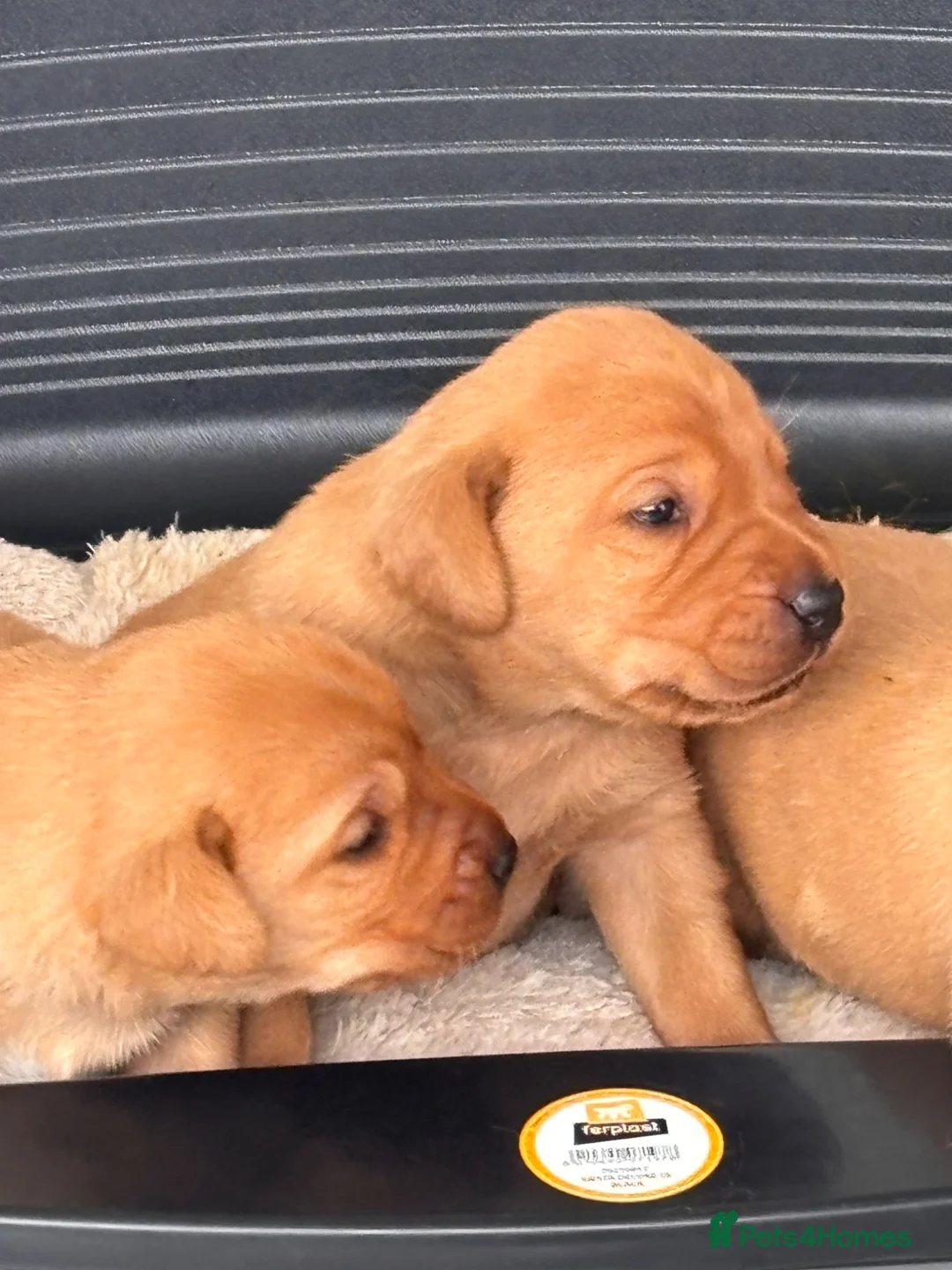 Labrador Retriever dogs for sale: Red Fox Labrador Retriever Puppies  - Advert 1