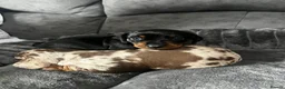 Miniature Dachshund dogs for sale: Female Short haired miniature Dashound  - Advert 3