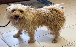 Mixed Breed dogs for adoption: Wonderful Marcus needs a loving home - Image 6
