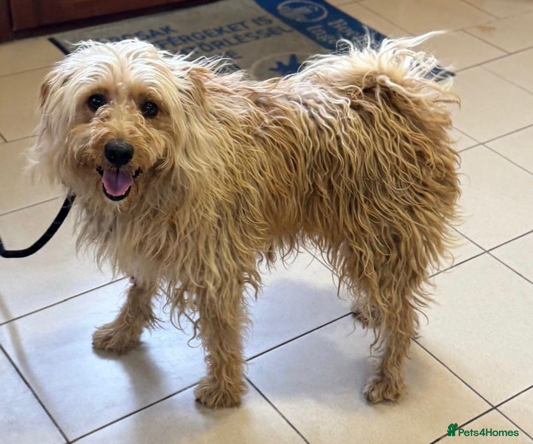 Mixed Breed dogs for adoption: Wonderful Marcus needs a loving home - Image 6