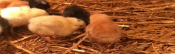 Chickens poultry for sale: Sexed pullet chicks. Blue, brown, white layer  - Advert 11