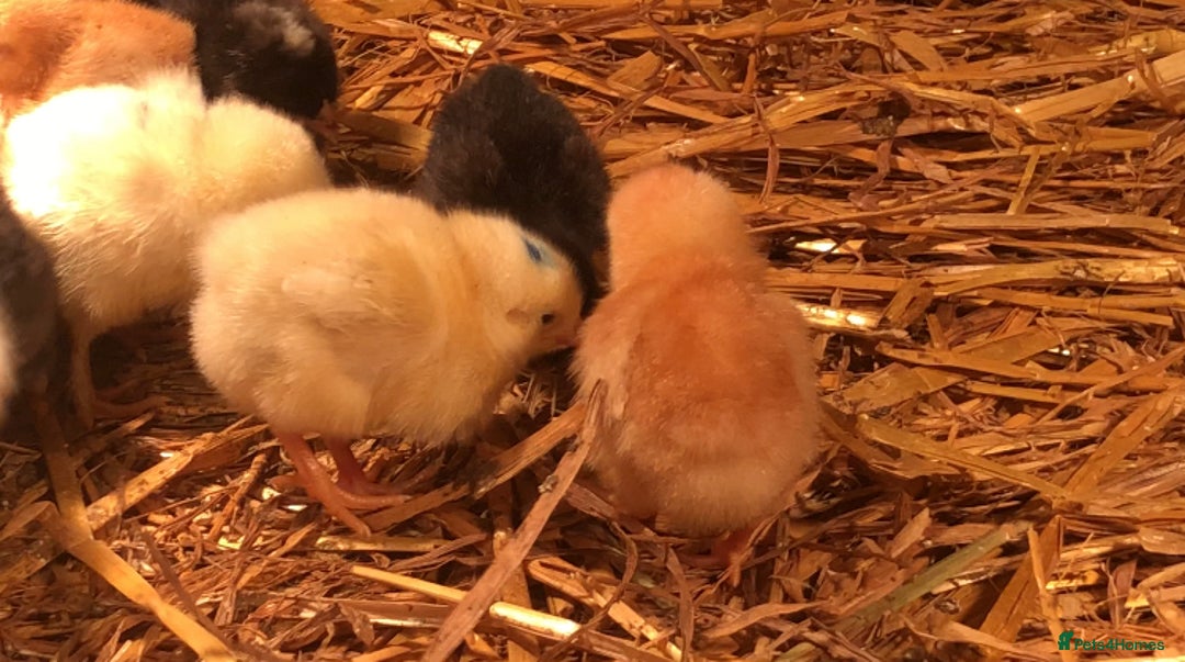 Chickens poultry for sale: Sexed pullet chicks. Blue, brown, white layer  - Advert 11