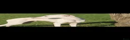 Italian Greyhound dogs for sale: KC Reg Italian Greyhounds - Advert 17