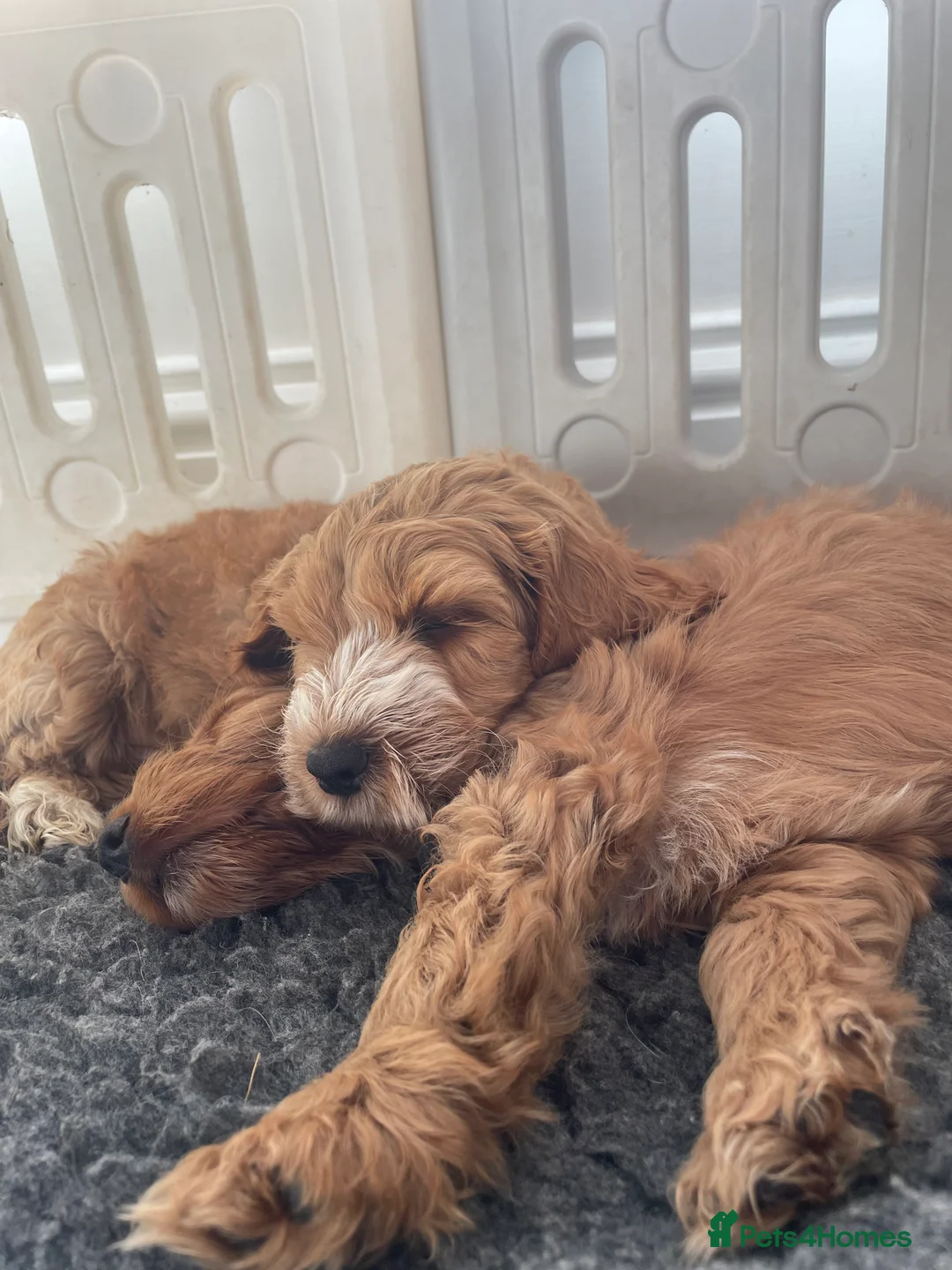 Miniature Poodle dogs for stud: Miniature poodle (stud only) DNA tested  - Advert 8