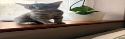 Domestic Shorthair cats for sale: Big personality cat, permanently unimpressed face - Advert 3