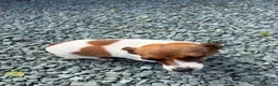 Jack Russell dogs for sale: Beautiful  **  boy in Wrexham - Advert 3