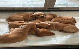 Labrador Retriever dogs for sale: KC Fox Red Labrador Pups - Health tested - Image 1