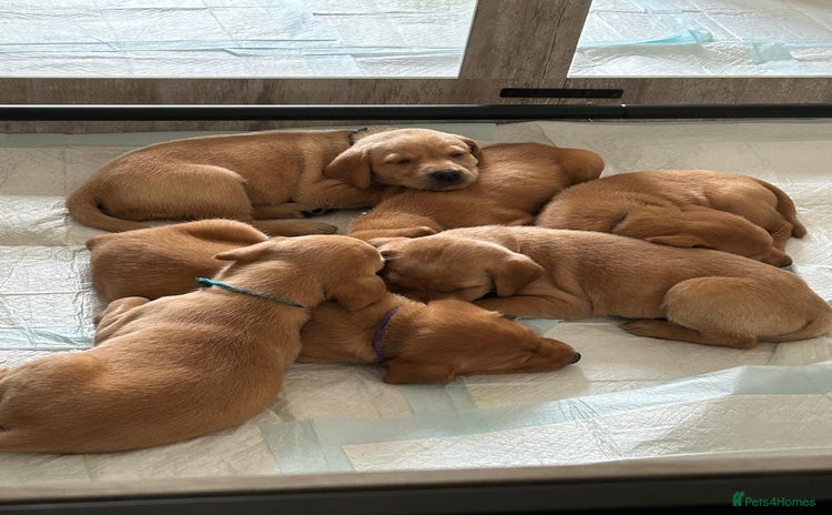 Labrador Retriever dogs - Advert 3