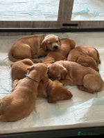 Labrador Retriever dogs - Advert 7