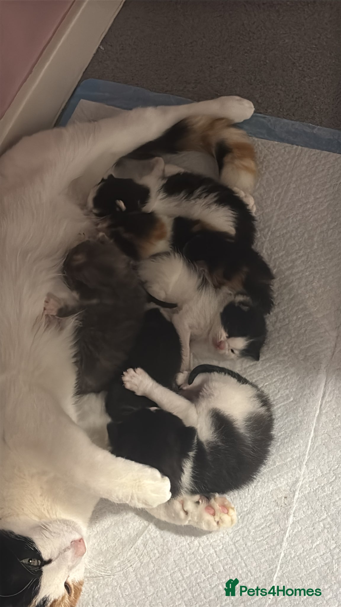 Mixed Breed cats Black & White Kittens - Advert 3