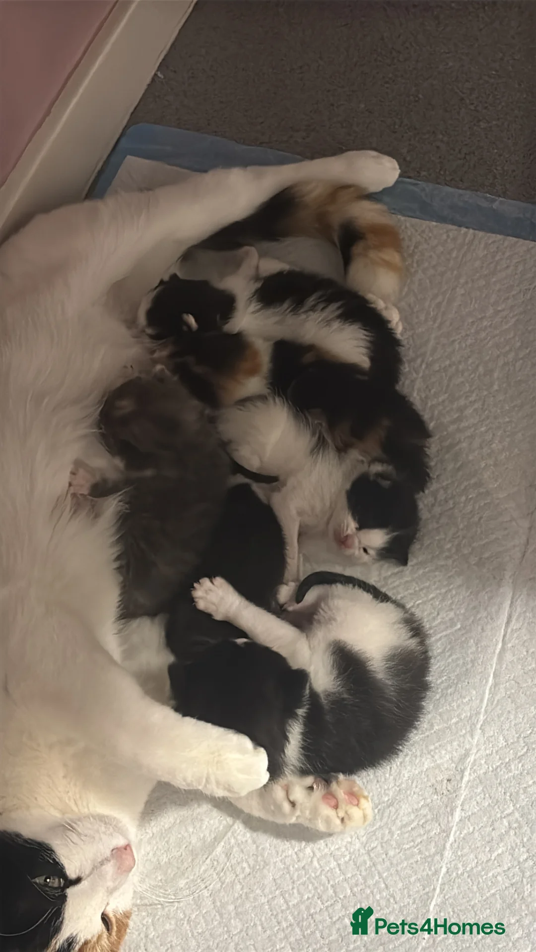 Mixed Breed cats for sale: Black & White Kittens - Advert 1