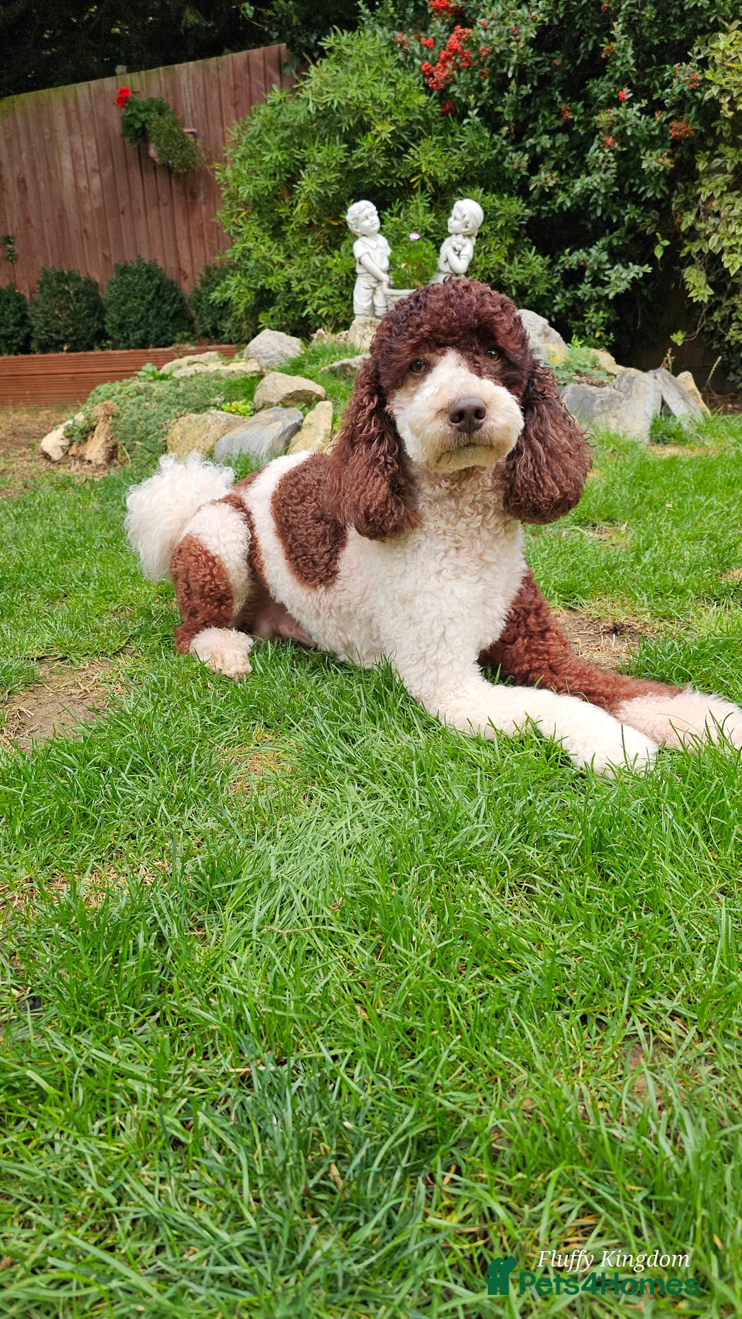 Labradoodle dogs for stud: FULLY HEALTH TESTED MOYEN POODLE STUD! in Kettering - Image 9