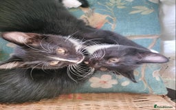 British Shorthair cats for sale: Two cute and cuddly little girl kittens - Image 3