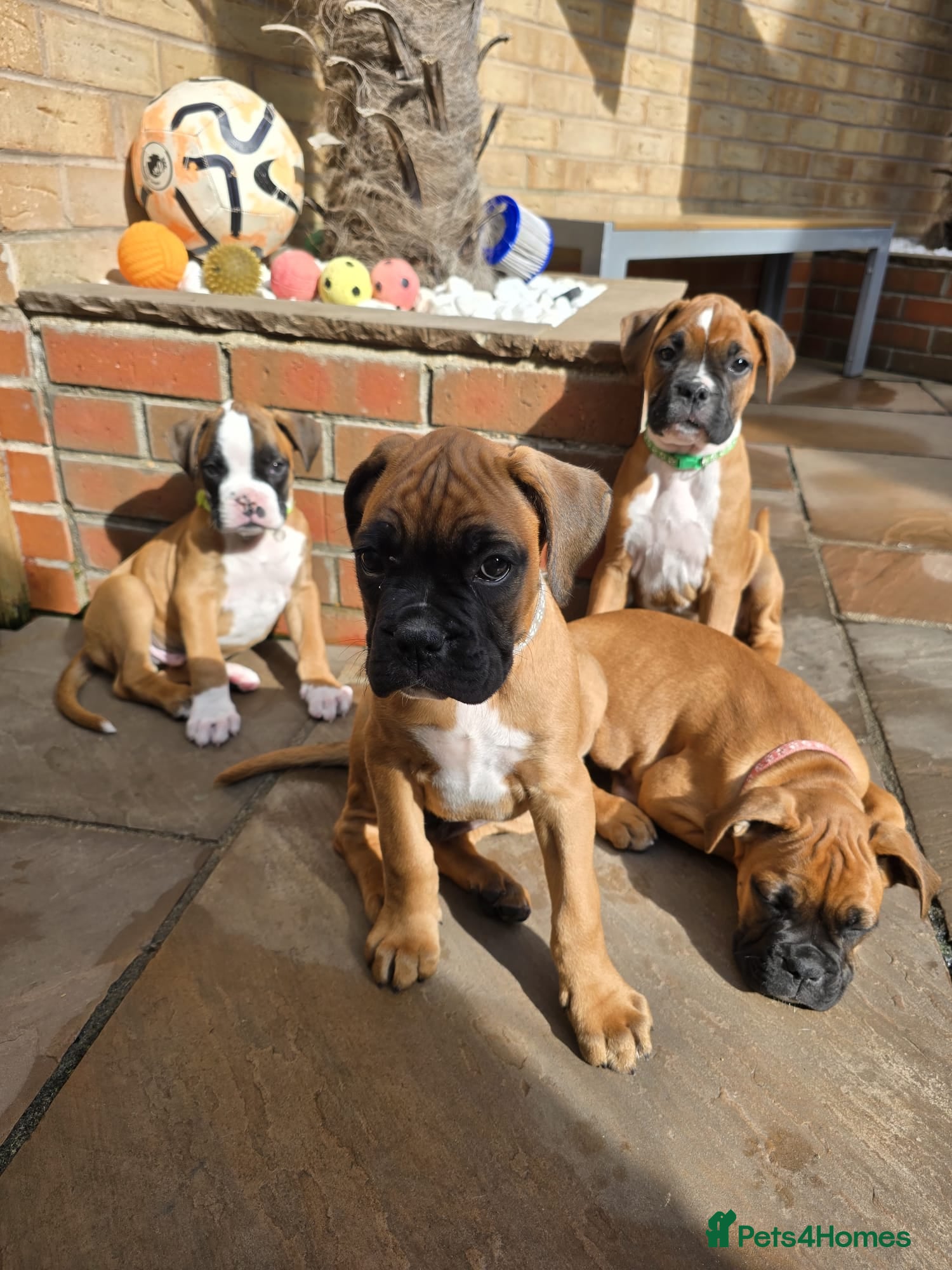 Boxer dogs Stunning boxer puppies - Advert 1