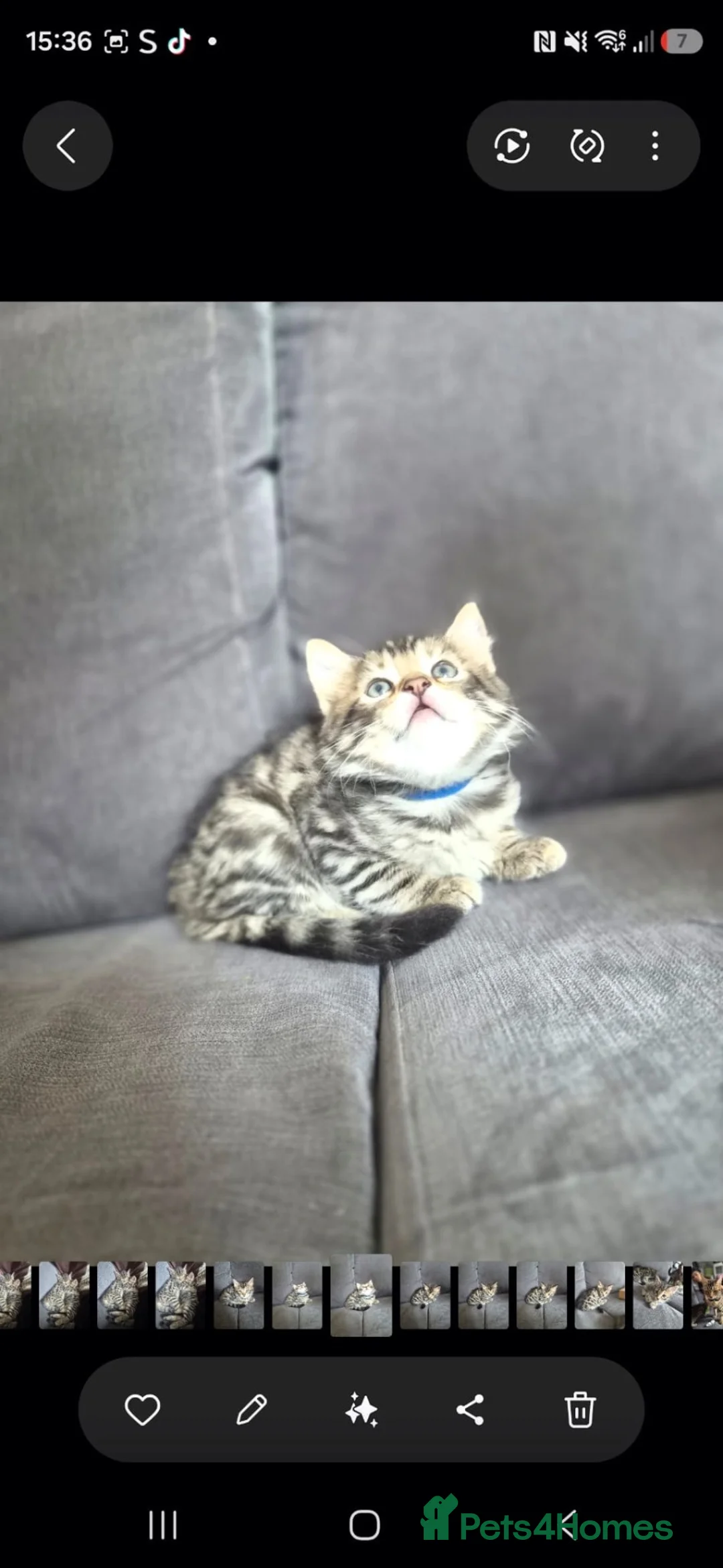 Mixed Breed cats for sale: Mixed cat in London - Advert 2
