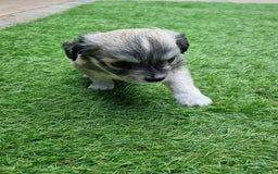 Chihuahua dogs for sale: 5 chihuahua  - Image 12