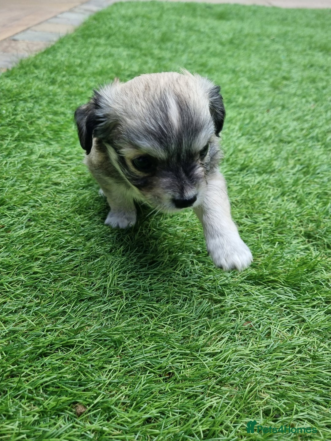 Chihuahua dogs for sale: 5 chihuahua  - Image 12