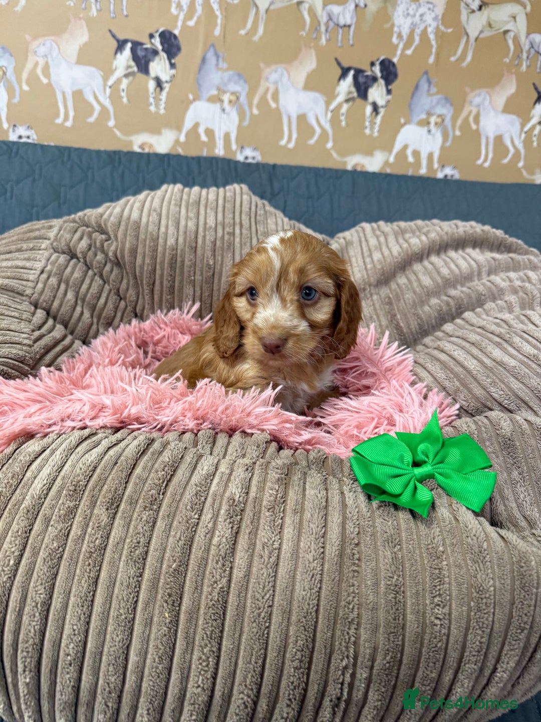 Cockapoo dogs for sale: F1 Cockapoo’s Fully DNA hereditary clear - Advert 5