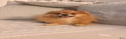 Pomeranian dogs for sale: Beau - Beau Kc Russian tiny Pomeranian  - Advert 4