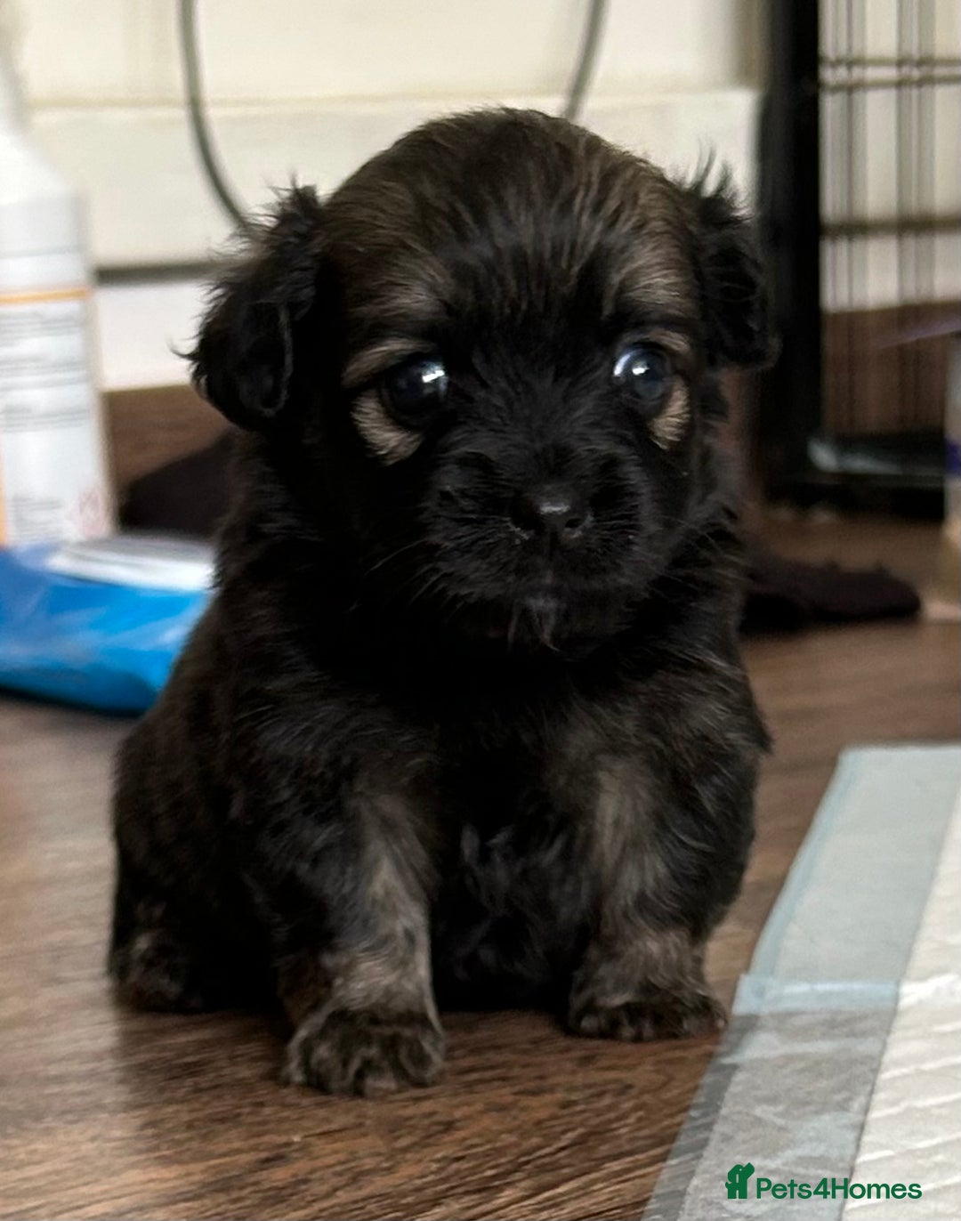 Mixed Breed dogs for sale: American cocker spaniel x Pomeranian  - Image 22
