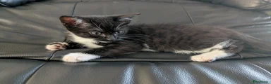 Mixed Breed Kitten 2