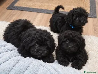 Cavapoo dogs READY NOW F1 Cavapoo Puppies - Advert 6