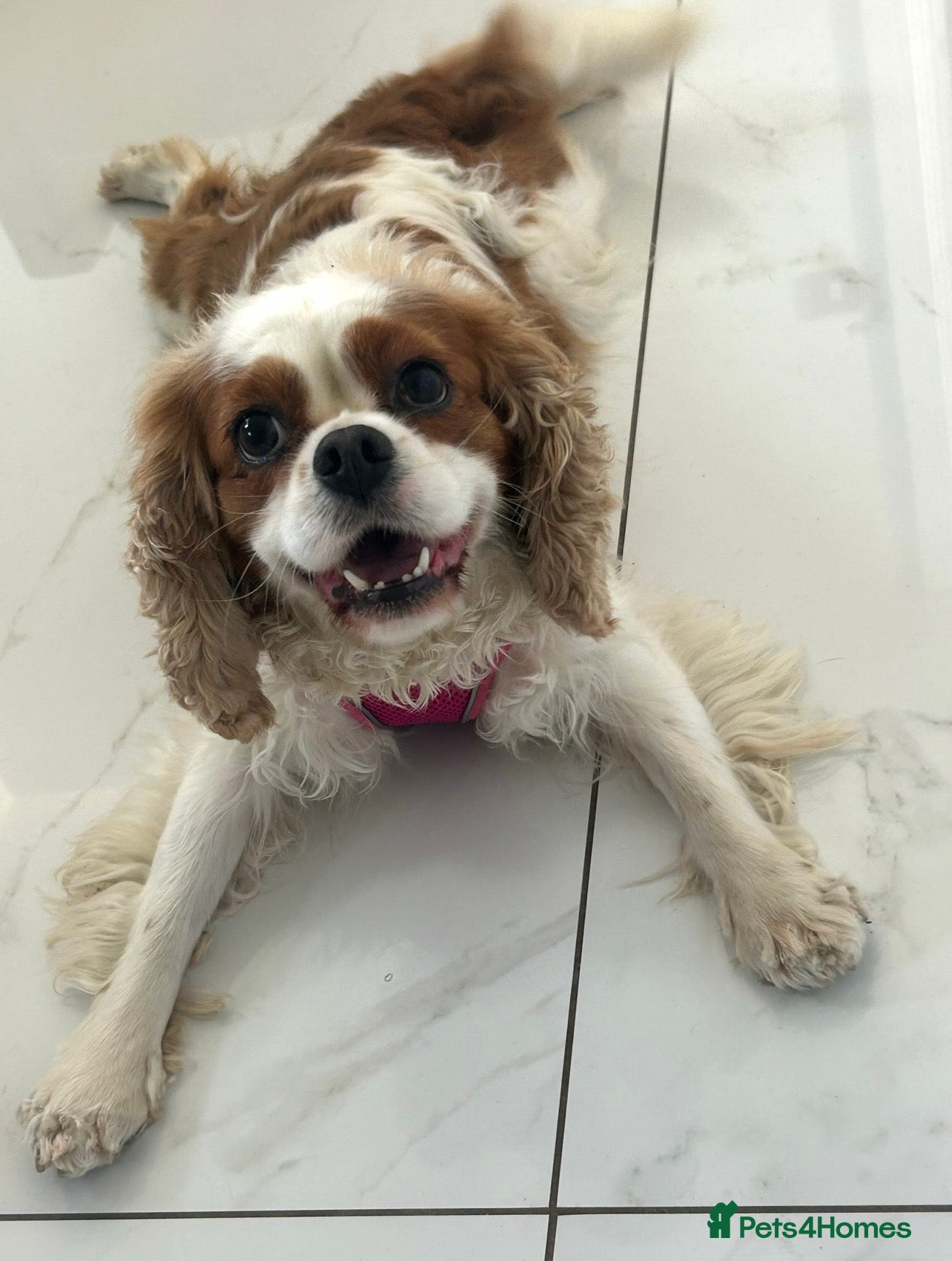 Cavalier King Charles Spaniel dogs Beautiful Cavalier  - Advert 6