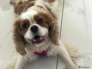 Cavalier King Charles Spaniel dogs Beautiful Cavalier - Advert 6