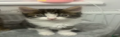 White-Faced Female Kitten