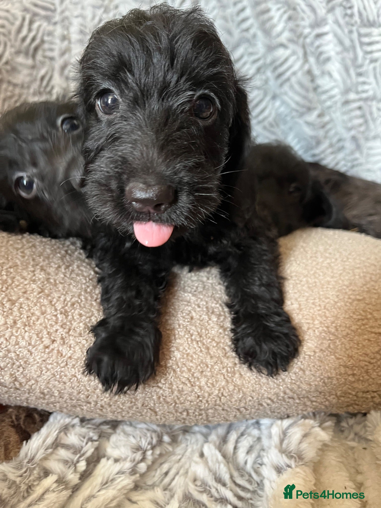 Doxiepoo dogs One Black Doxiepoo ready to Leave  - Advert 1