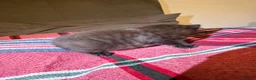 British Shorthair cats for sale: Beautiful British shorthaired kittens available in Shrewsbury - Advert 3