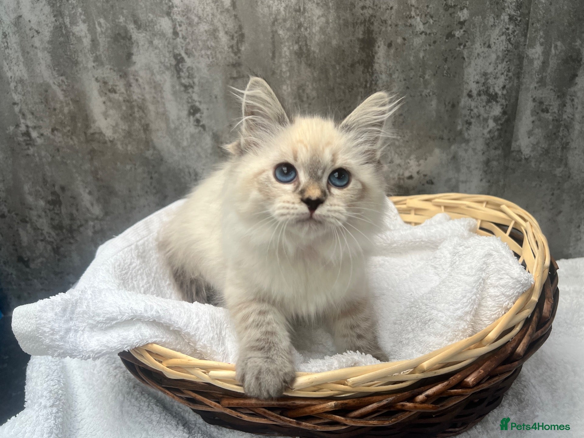 Siberian cats 💙💙Stunning GCCF Reg Siberian Babies💙💙 - Advert 2