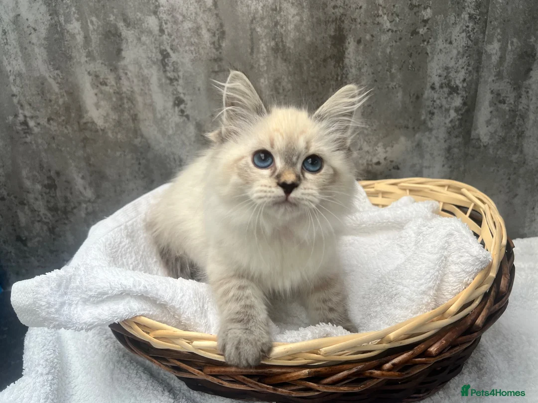 Siberian cats for sale: 💙💙Stunning GCCF Reg Siberian Babies💙💙 - Advert 2