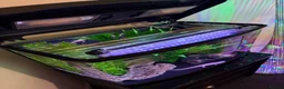 Axolotl reptiles for sale: 🦎 Two Adult Axolotls + Complete Aquarium Setup - Advert 5