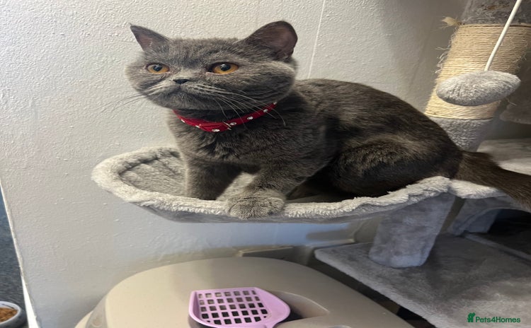 British Shorthair cats - Advert 6