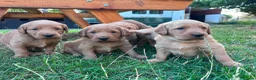 Australian Labradoodle dogs for sale: Australian Labradoodle Puppies - Advert 4