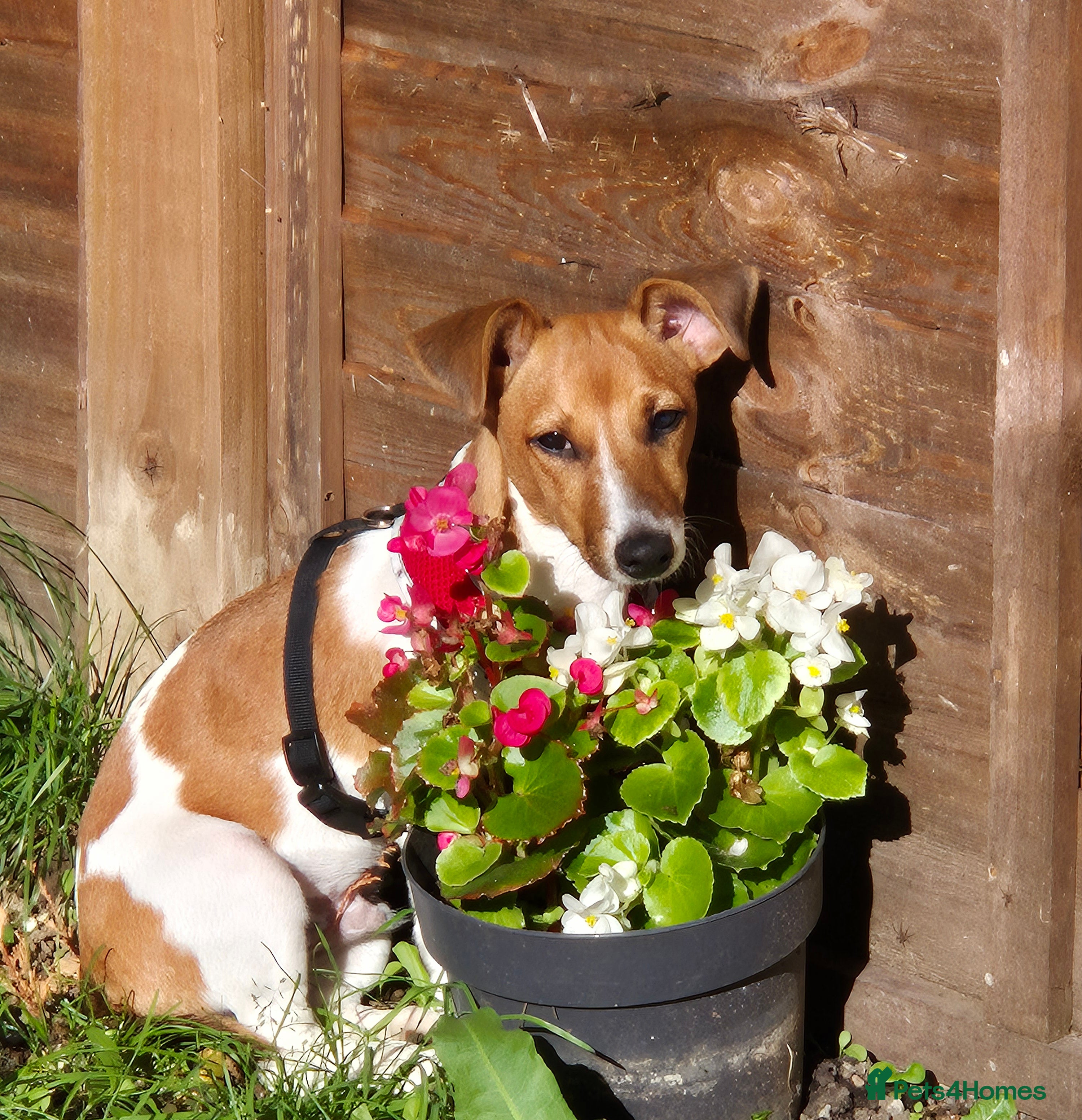 Jack Russell dogs 10 months old Jack Russel - Advert 1