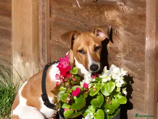 Jack Russell dogs 10 months old Jack Russel - Advert 5