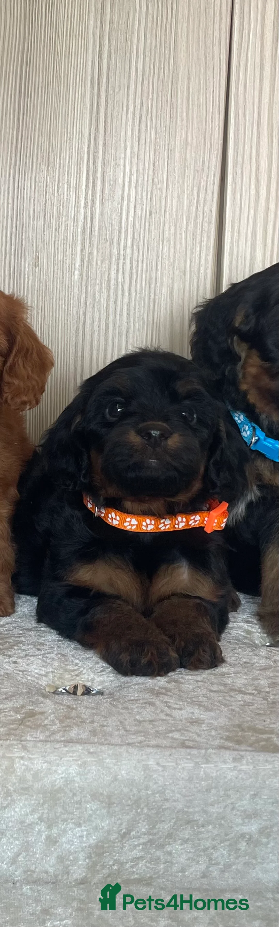 Cockapoo dogs for sale: F1 cockapoo puppy’s  - Advert 2