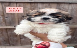 Shih Tzu dogs for sale: Shih tzu  - Image 4