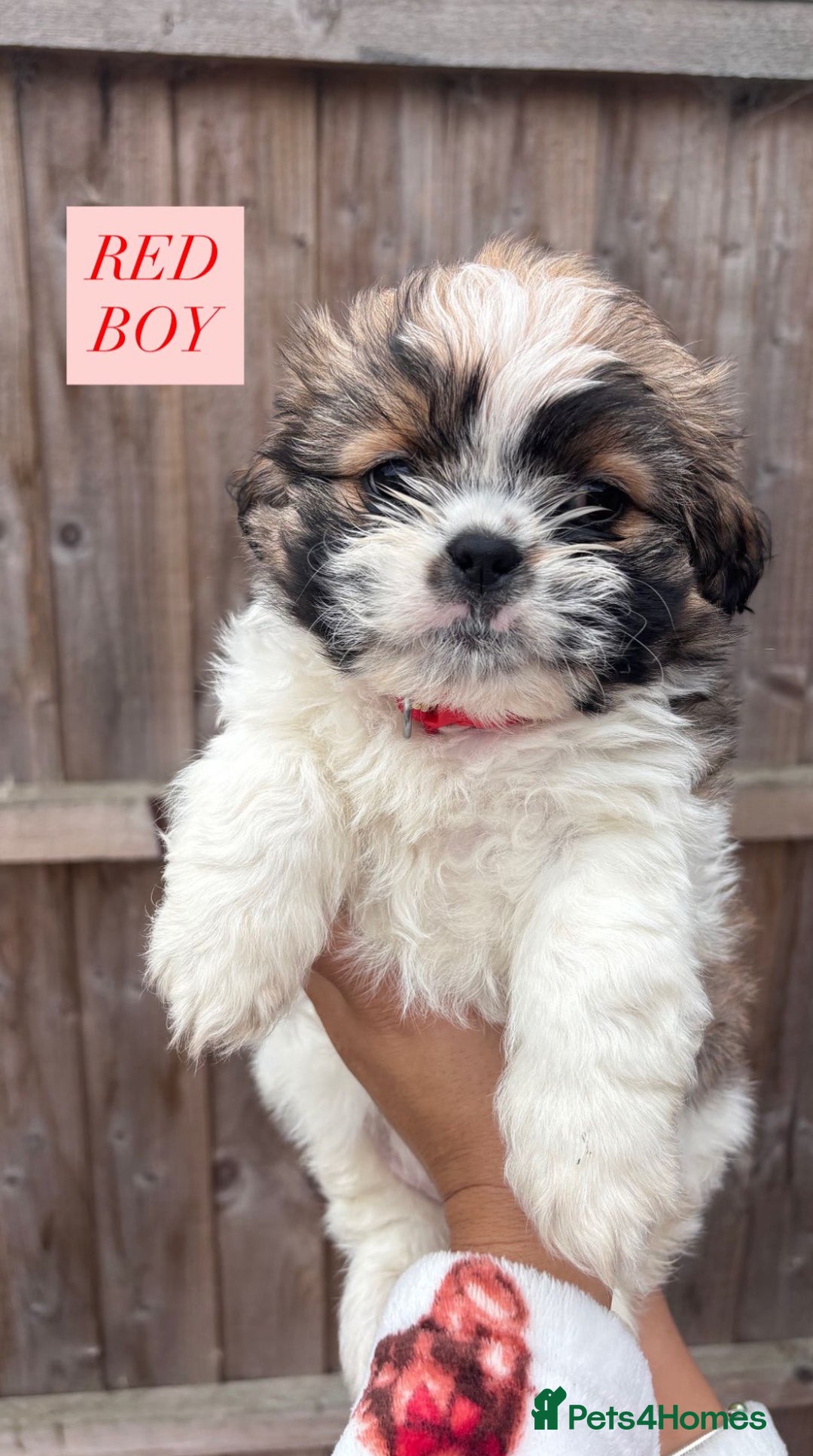 Shih Tzu dogs for sale: Shih tzu  - Image 4