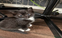 Domestic Shorthair cats for sale: Adorable Black & White Kittens 8 Weeks Old - Image 2