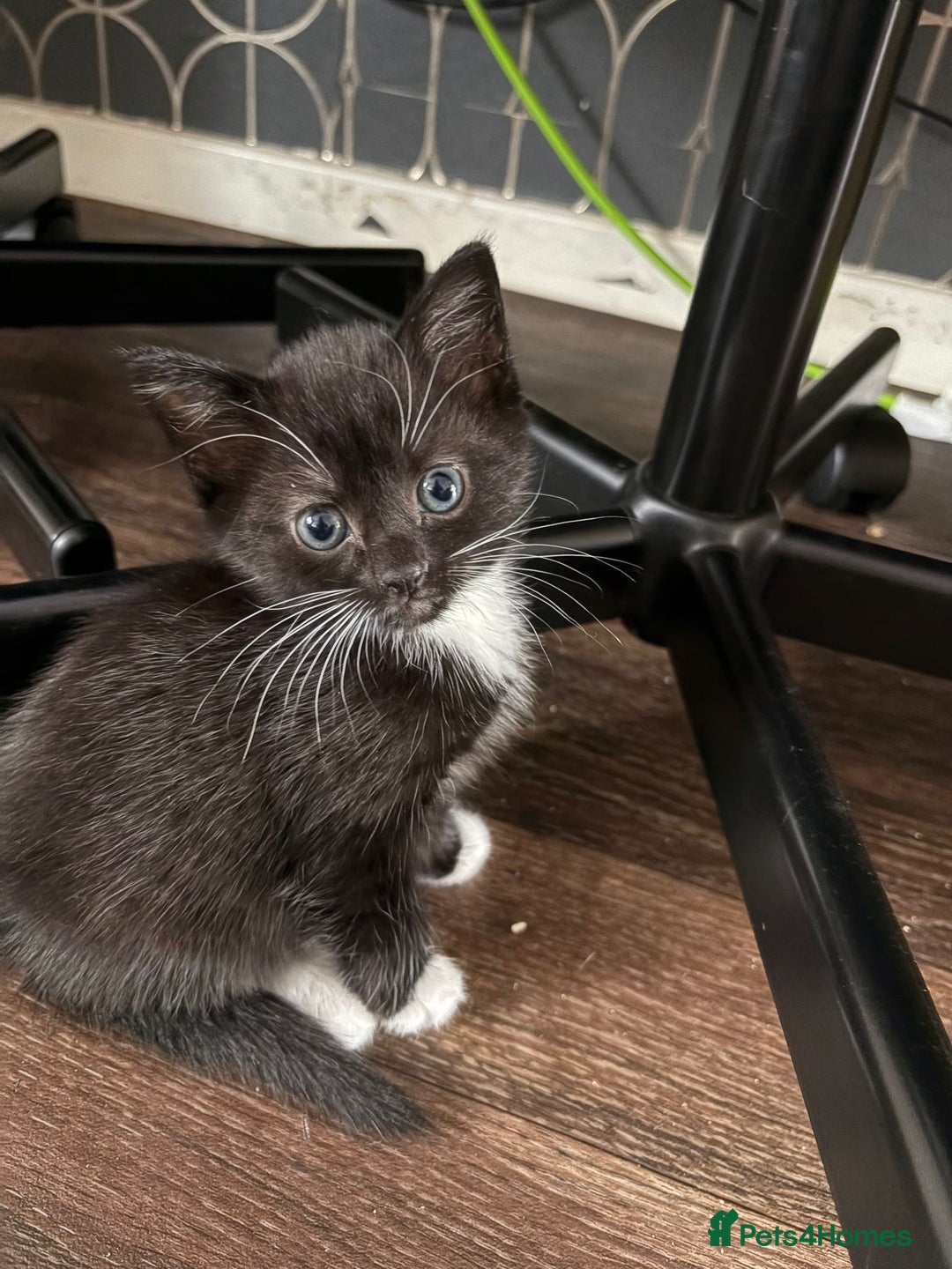 Domestic Shorthair cats for sale: Adorable Black & White Kittens 8 Weeks Old - Image 2