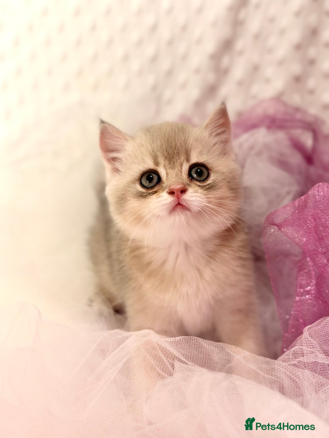 British Shorthair cats for sale: Two Blue Gold Boys  - Advert 14